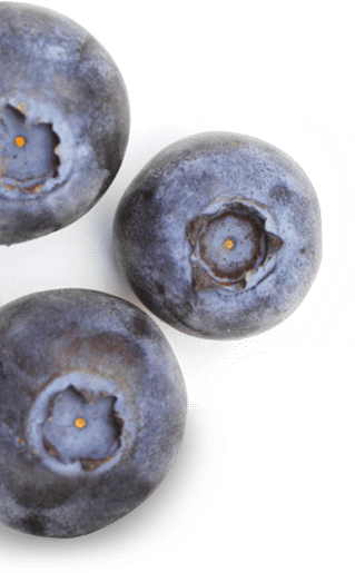 Silver Valley Farms - the juiciest, plumpest and healthiest blueberries